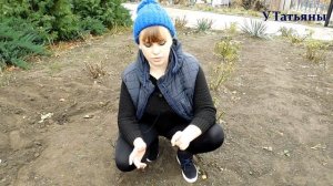 Нужно ли перед зимовкой обрезать розы и укрывать. Как обрезать розы и укрыть на зиму.