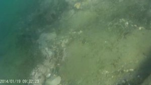 Ищем гребешок в Японском море