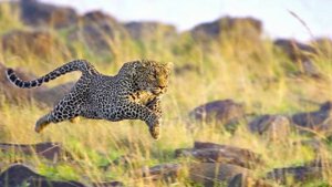 Интересные факты о леопарде и ягуаре