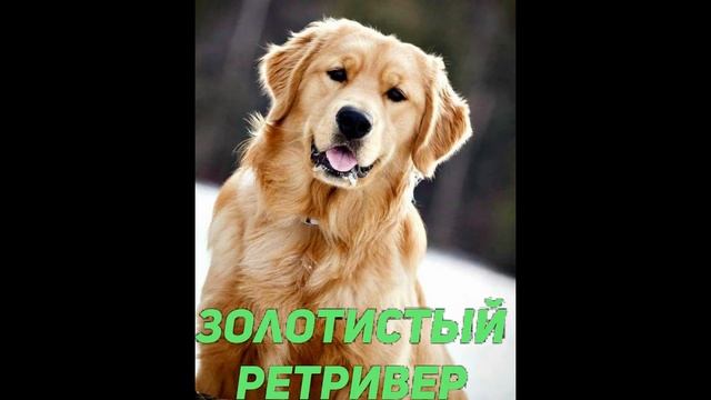 Тест- угадай породу собаки по фото (картинке) смотреть онлайн