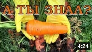 Пора копать МОРКОВЬ: признаки созревания, правила уборки корнеплодов???