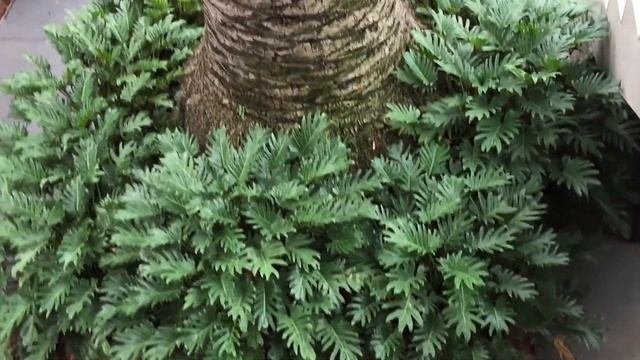 ficus pumila Sydney Garden смотреть онлайн