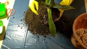 Как пересадить молодую агаву