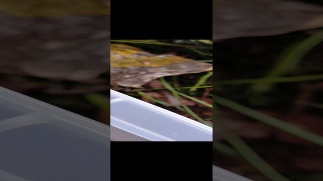 Прыткая ящерица откладывает яйца.