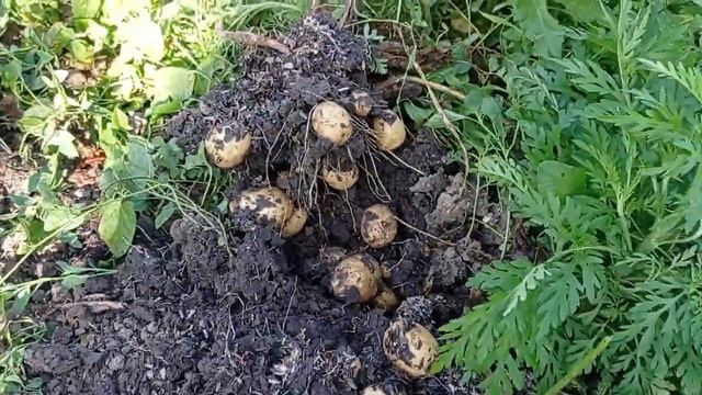 рекордный урожай картофеля 36 клубней с куста смотреть онлайн