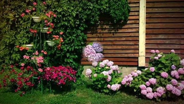 Пышные соцветия садовой гортензии. Фото гортензии
