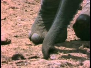 Африканский слон