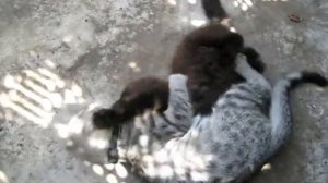 Кошки дерутся