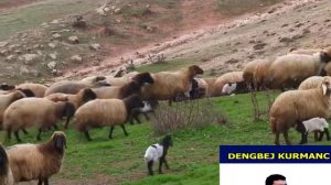 KÜRTÇE UZUN HAVA şex zahır - DENGBEJ KURMANC BAKURİ