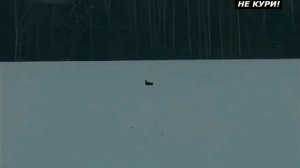 Охота на тетерева на лунках. Охота на тетерева зимой . 2018