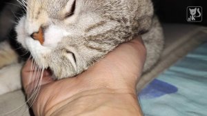 Релаксо-кото-терапия