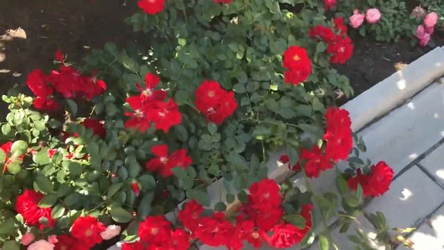 Красивые розы. Почвопокровная роза Аустриана? смотреть онлайн