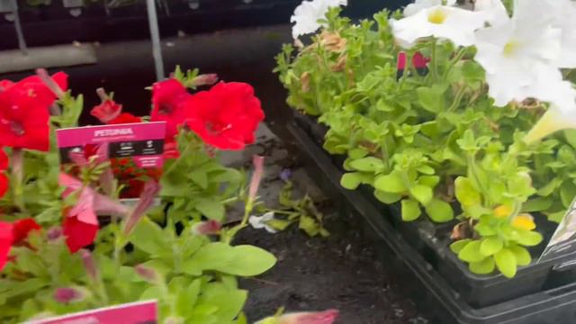 പൂക്കളുടെ മായാലോകം | നിങ്ങൾക്ക് ഇഷ്ടപെട്ട ചെടികൾ ഏതൊക്കെ ? | Gardening Malayalam | Petunia смотреть онлайн