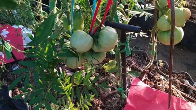 лучший томат Яша югославский смотреть онлайн