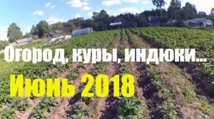 Огород, куры, индюки - обзор хозяйства // Июнь 2018 // Жизнь в деревне