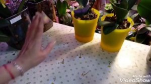 Взлёты и Падения | Phal. Lioulin Wild Cat | Обзор |  Орхидеи Мультифлоры