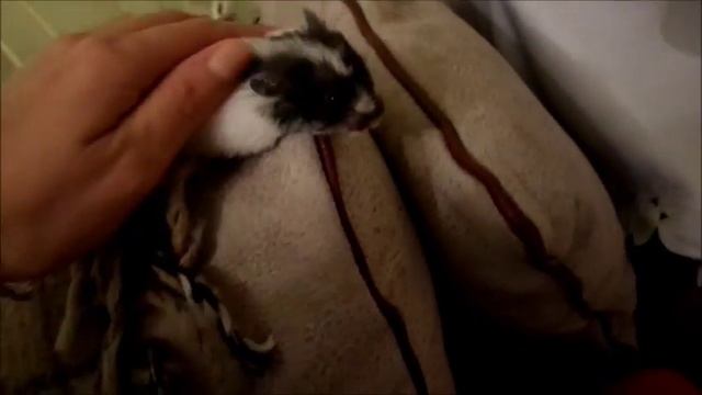 27/ Сирийский хомячок. Хомяка Маняшу подстригли.