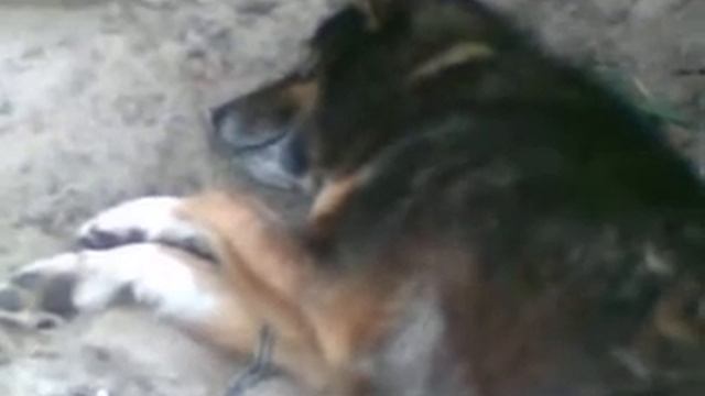 Собакам сняться сны ? смотреть онлайн