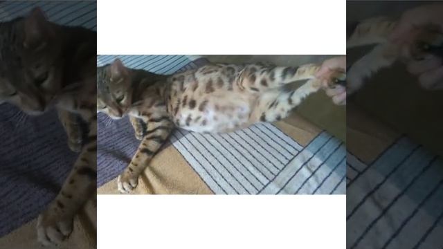 Тяжелые роды кошки! смотреть онлайн