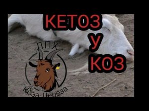 Кетоз у коз.Лечение и профилактика