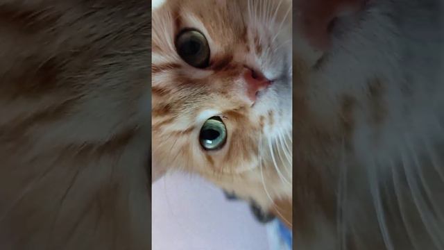 Как кошка реагирует на кошачьи  звуки