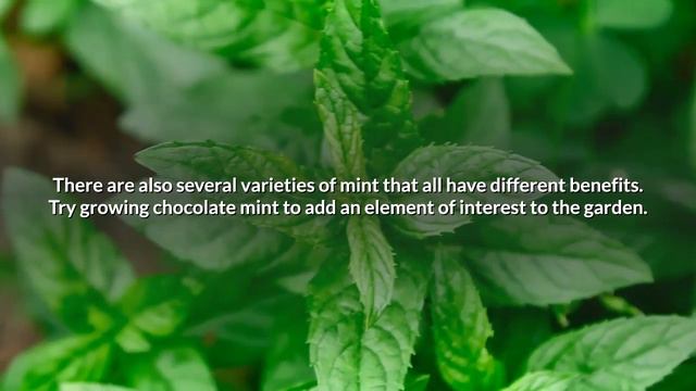 Herbs to Plant in Your Urban Garden смотреть онлайн