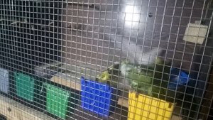 ПОПУГАИ ДЕРУТСЯ ЗА КОРМ? СПОРЫ КТО ПЕРВЫЙ БУДЕТ КУШАТЬ! ПОПУГАИ КАК ЛЮДИ.