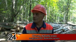 В "Камском лесхозе" раскрыли ежедневный объём заготовки древесины