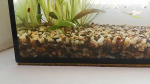 Аквариум без фильтра через 25 дней после запуска.