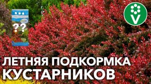 ОБЯЗАТЕЛЬНАЯ ПОДКОРМКА КУСТАРНИКОВ ЛЕТОМ + 2 народных рецепта
