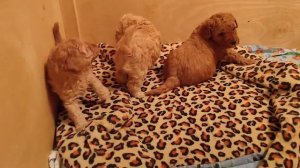 Щенки миниатюрного/карликового пуделя.