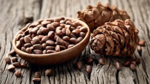 Сбор кедровых орехов в Югре разрешат 25 августа