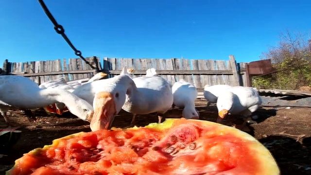 ДЕТИ КОРМЯТ ГУСЕЙ АРБУЗОМ,ВЕСЕЛАЯ ПОЕЗДКА В ДЕРЕВНЮ смотреть онлайн