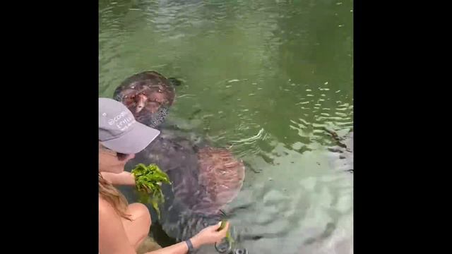 Занзибар. Кормление черепах. смотреть онлайн