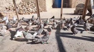 Афганские мраморные голуби ??  Afghani Saar pigeons | Kaftar Afghani | افغان کبوتر |
