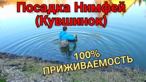 Посадка нимфеи (кувшинки)