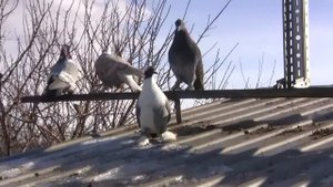 Воронежские Зоревые голуби. Ключников В. Воронеж. Чижовка
