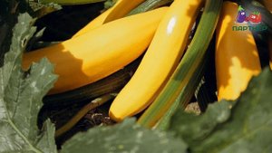 ЖЕЛТОПЛОДНЫЙ КАБАЧОК ЯСМИН F1