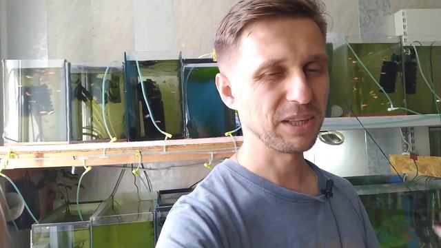Рыбка Моллинезия и сотни малька часть 2. Обслуживание аквариумов.#aquarium смотреть онлайн