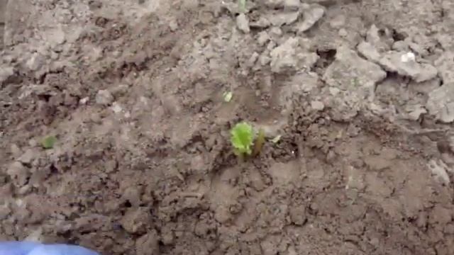 Семена редиски Как вырастить самому семена редиса