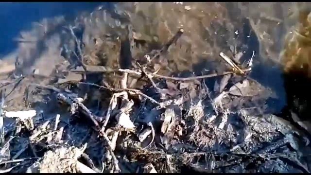 Поймал рака без одной клешни!!! смотреть онлайн