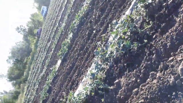 Арбуз Каристан и Атаман. 14 июня смотреть онлайн