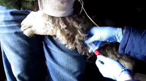 sheep vaccination against anthrax. Взятие крови у МРС 25.01.15