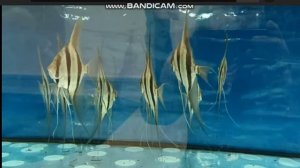 КАК УСТРОЕНА РЫБОРАЗВОДНЯ ДИСКУСОВ 2021 Г  3 часть .#хобби все показано и рассаказо. смотрте сами