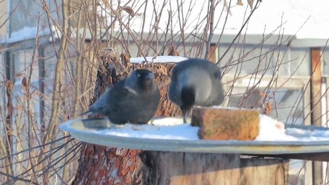 Галки на кормушке#галки#вдеревне смотреть онлайн