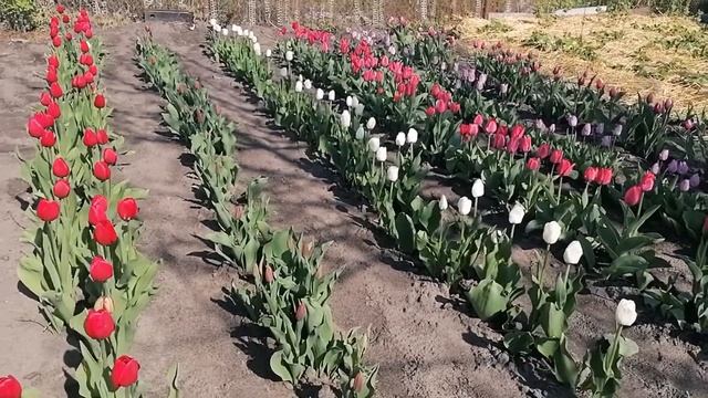 Выращивание тюльпанов после выгонки. Цветение.