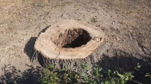 происхождение  пенька.