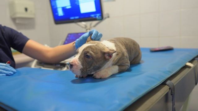 Зачем все щенки едут к врачу? смотреть онлайн