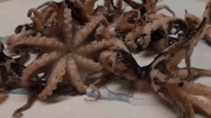 Осьминоги мини