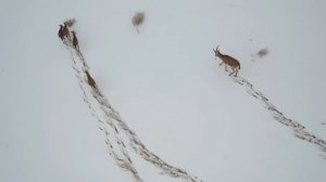 Находящийся под угрозой джейран гуляет по пустыне Синьцзян после снега.
